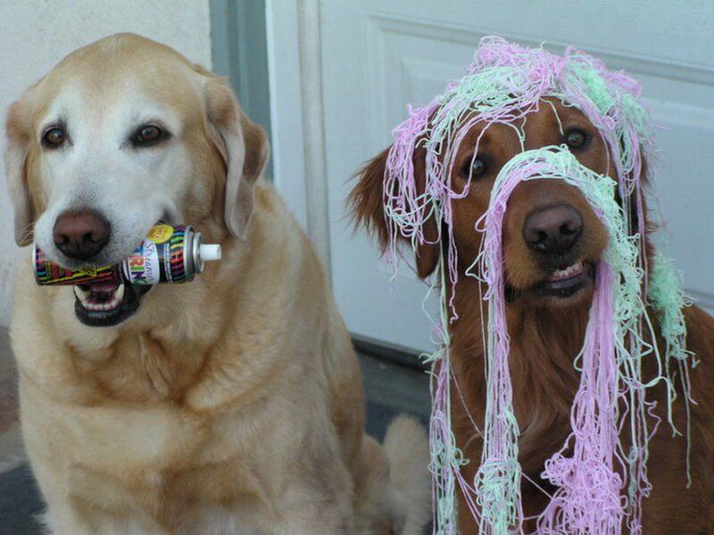 Two Dogs with Yarn