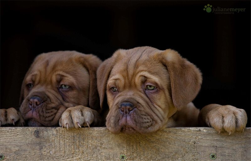 Two Dogue De Bordeaux Puppies — Brown