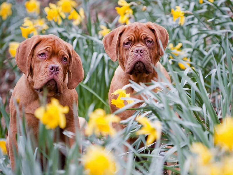 Two Dogue De Bordeaux Puppies — Yellow, Calm