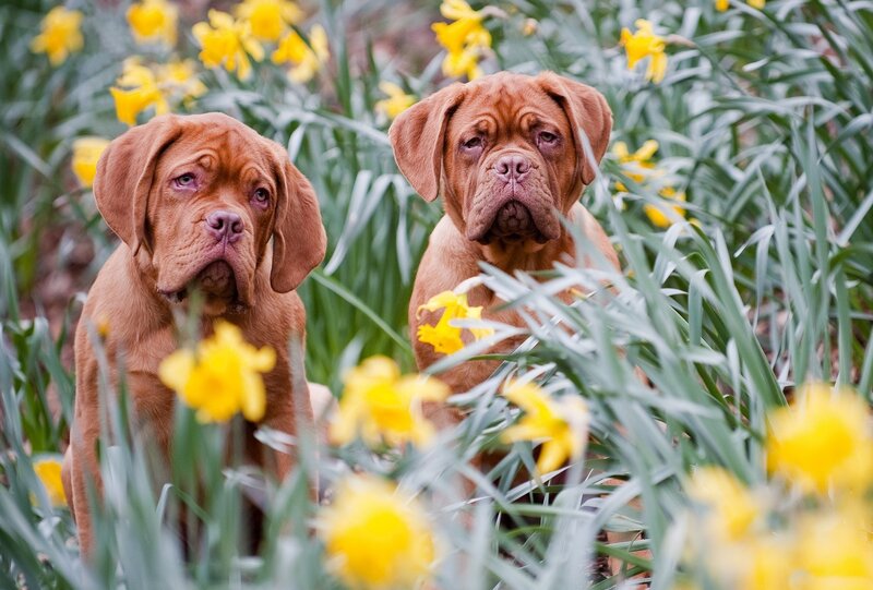 Two Dogue De Bordeaux Puppies — Yellow