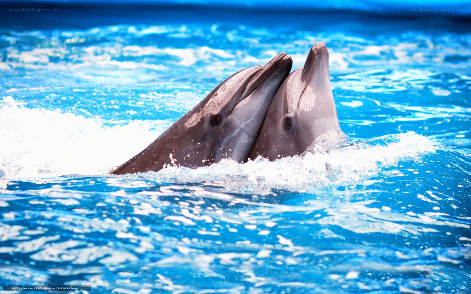 Two dolphins in blue water