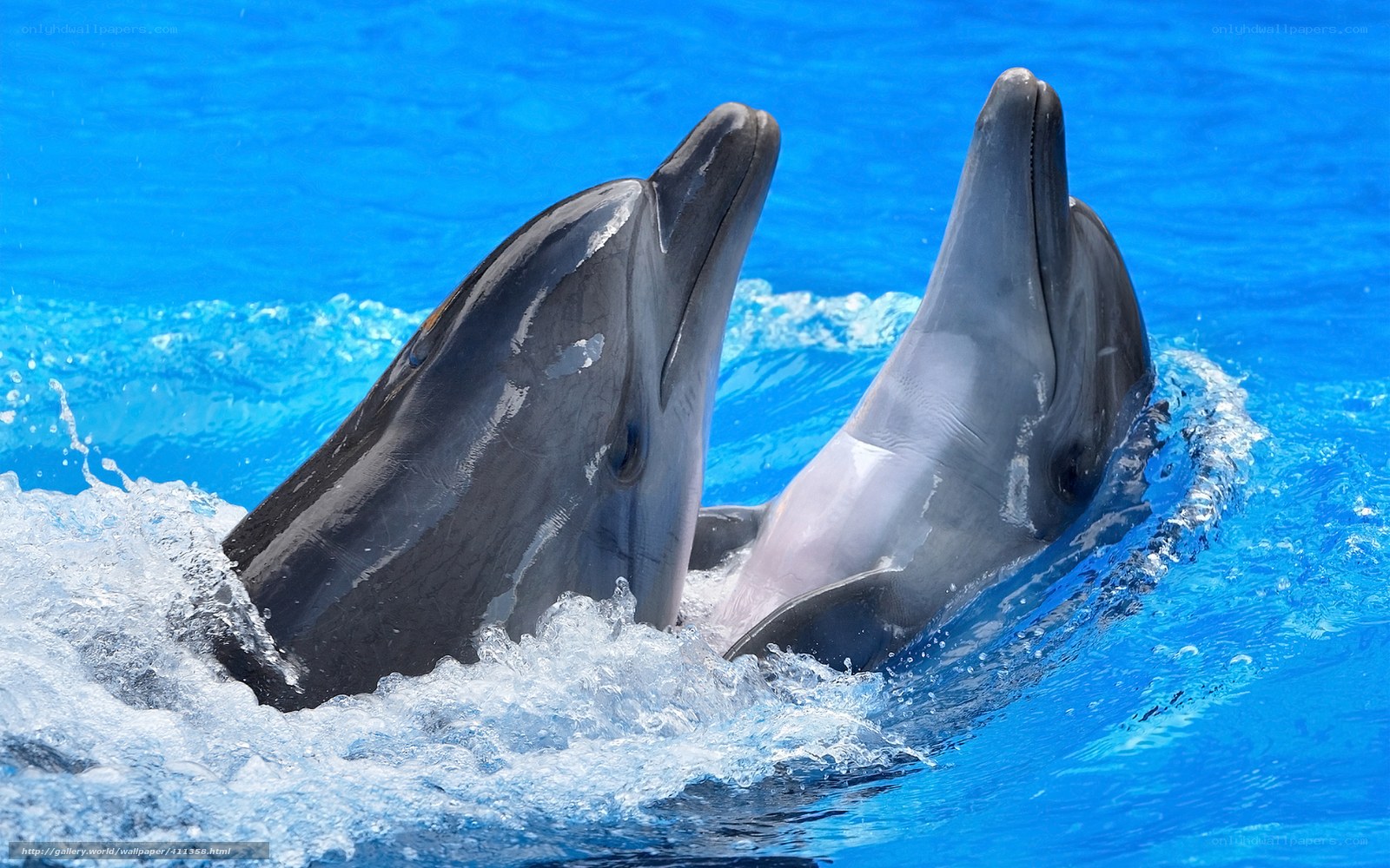 Two dolphins in blue water