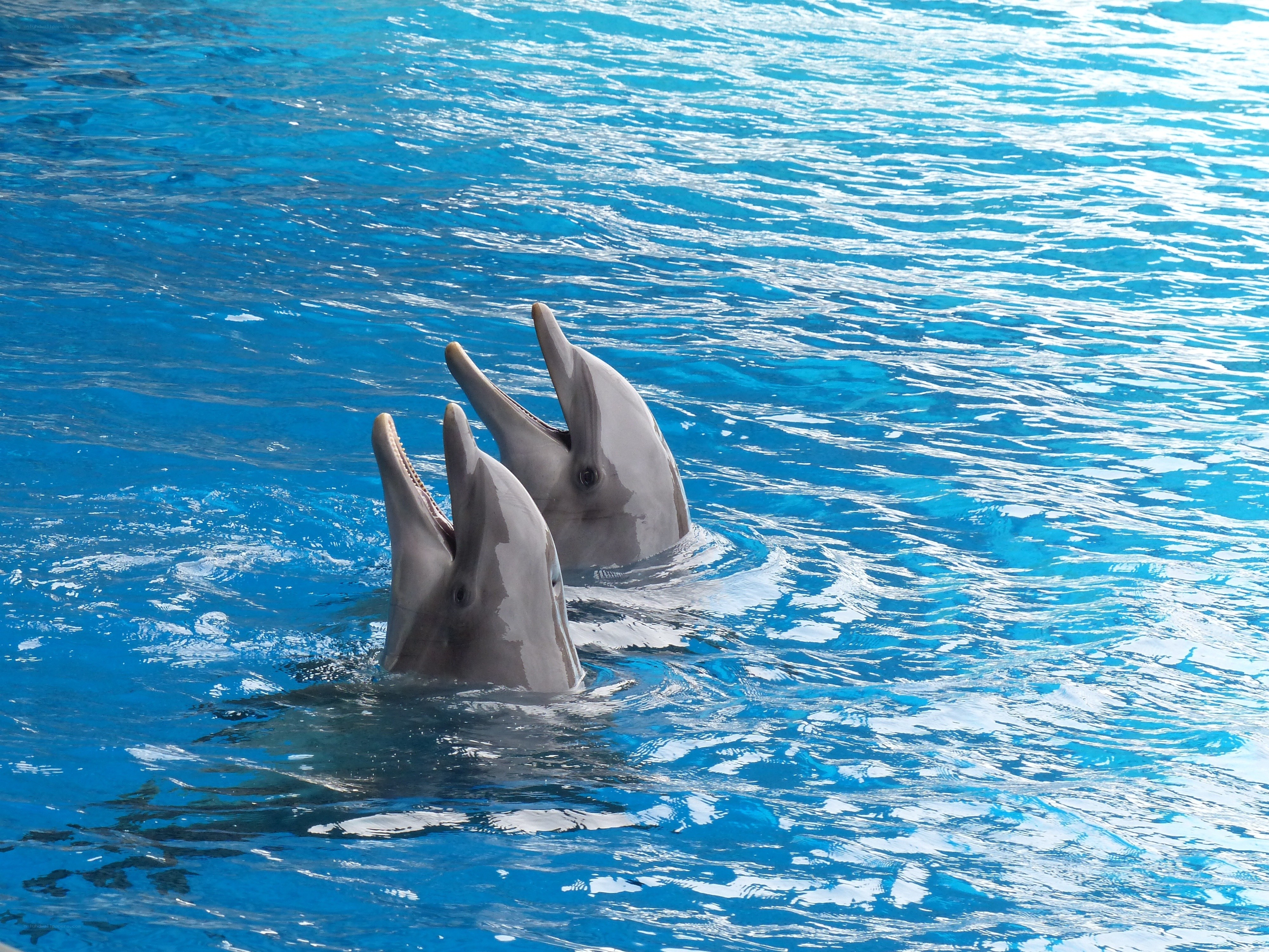 Two dolphins in blue water