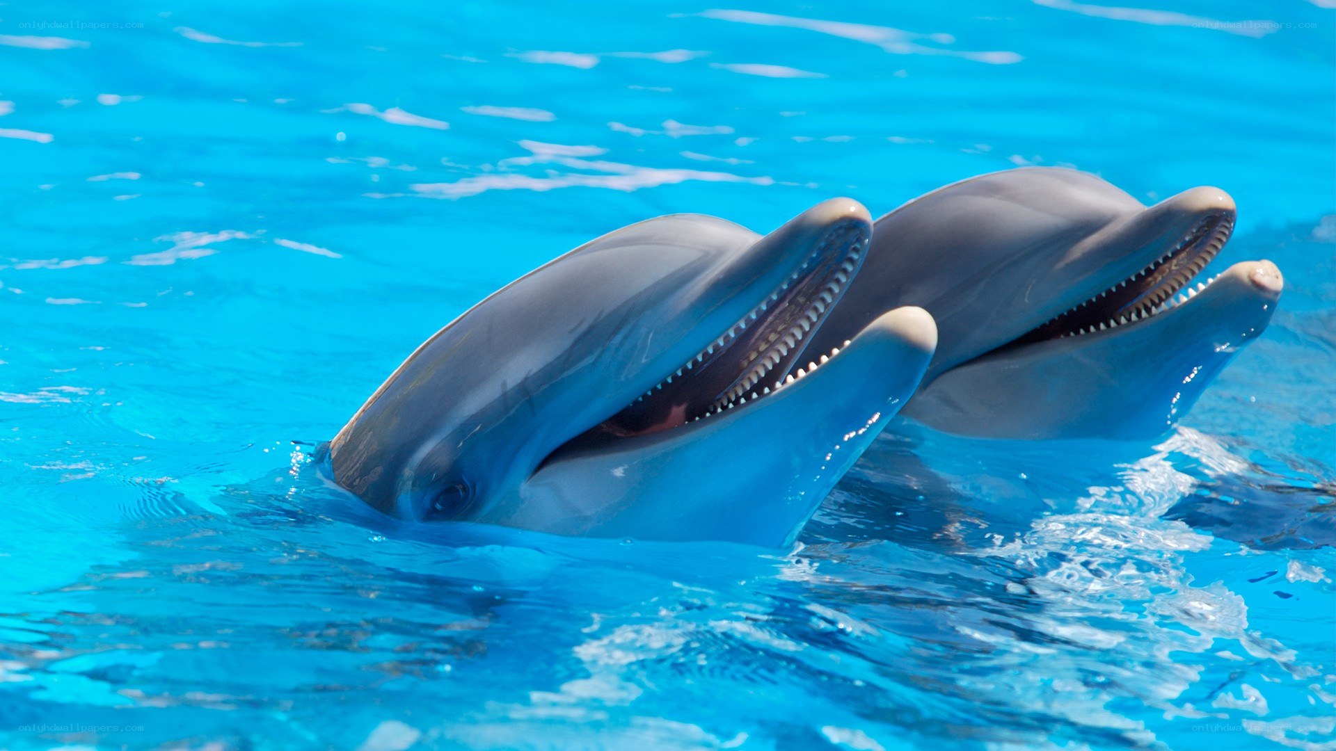 Two dolphins in blue water