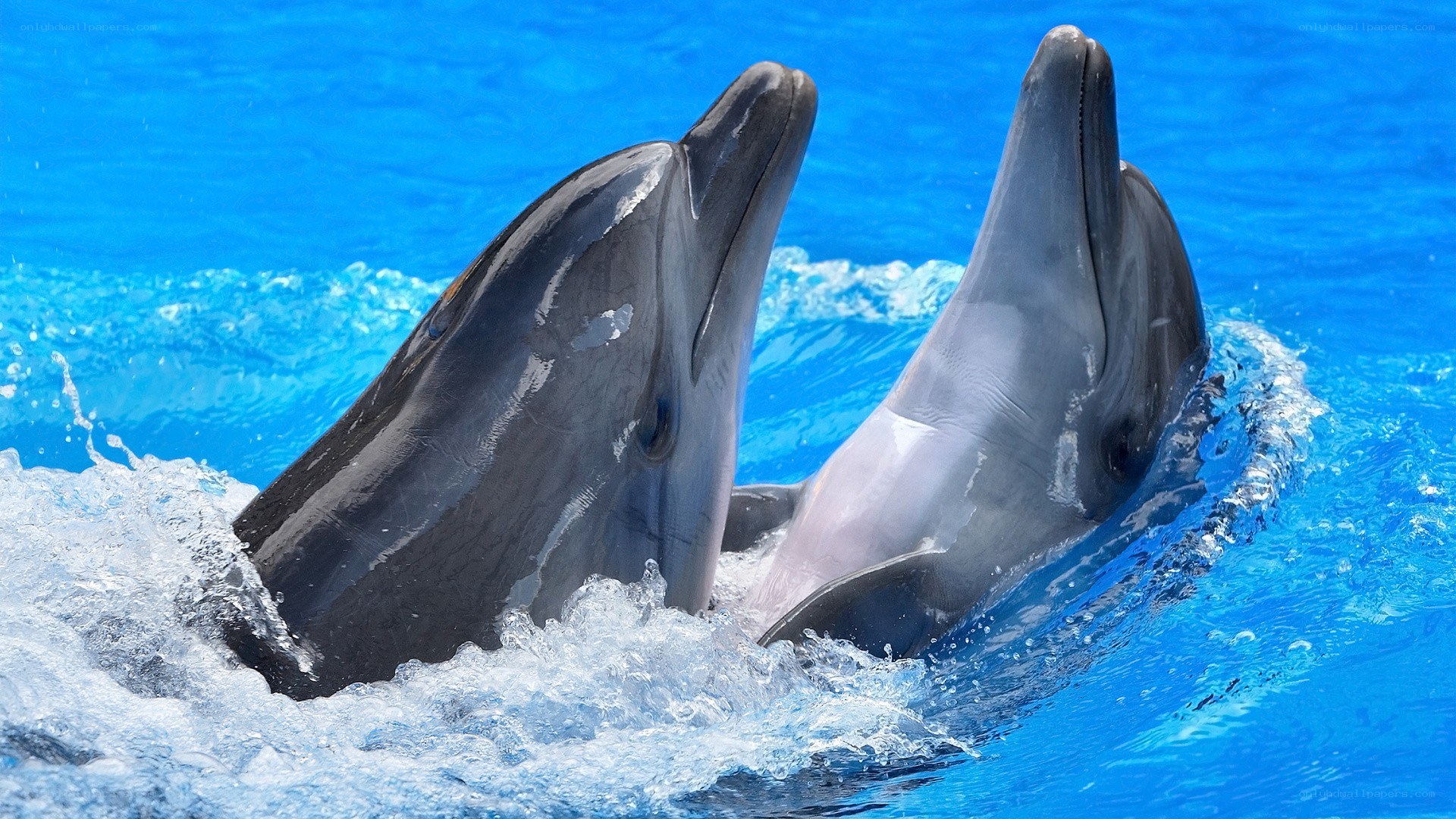 Two dolphins in blue water