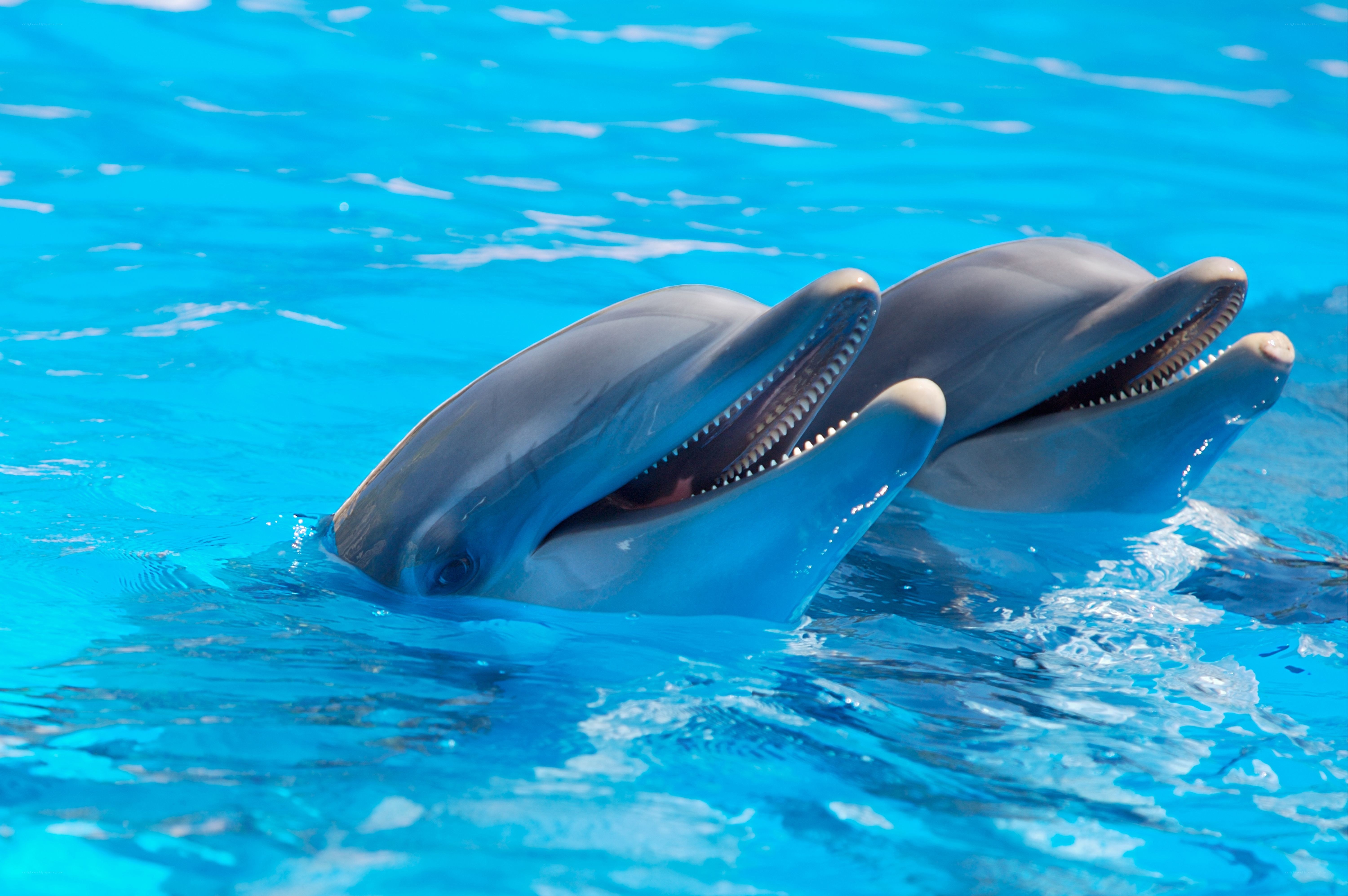 two dolphins in blue water