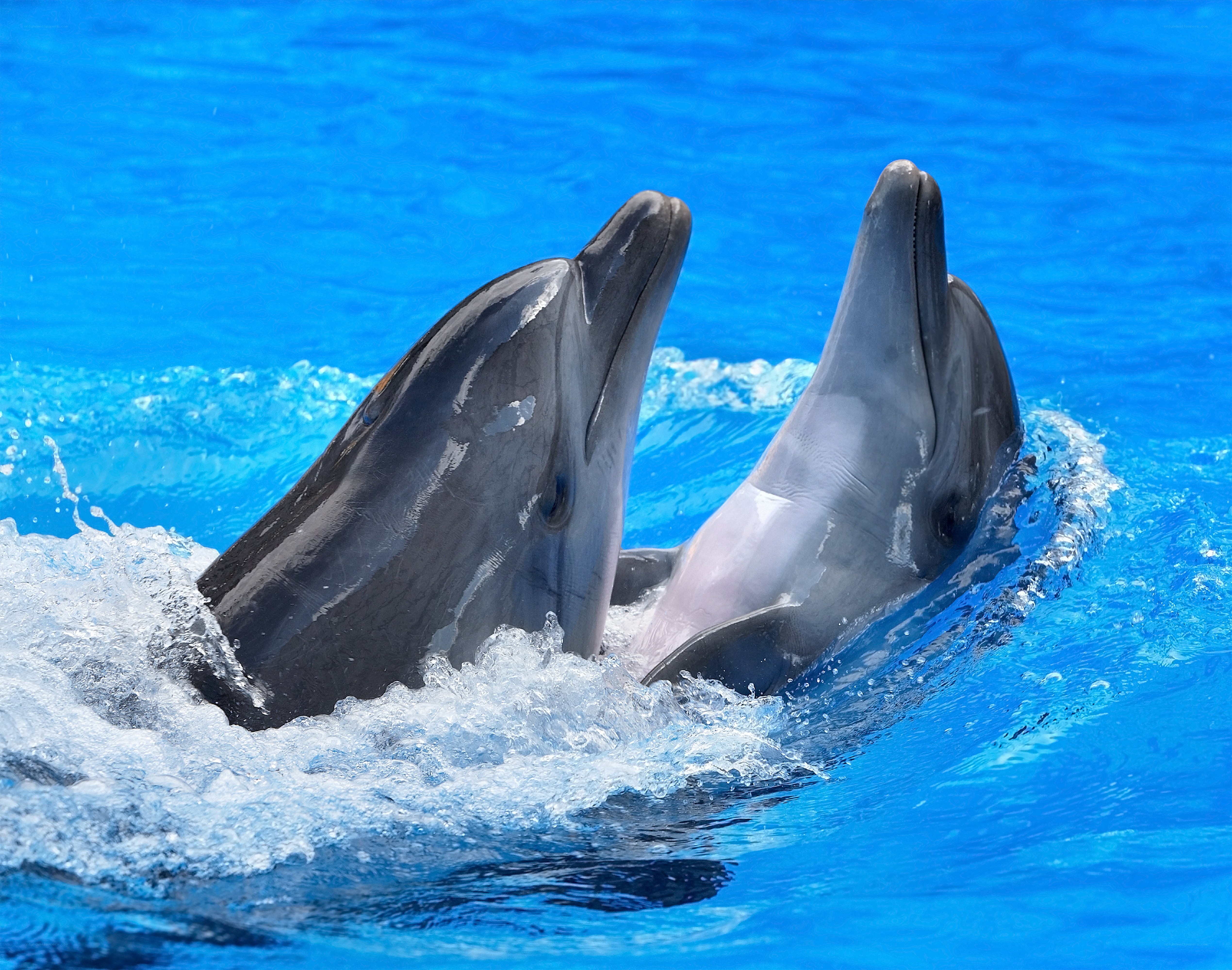 Two dolphins in blue water