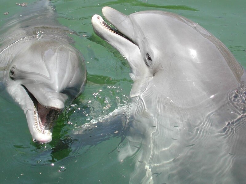 Two dolphins in green water