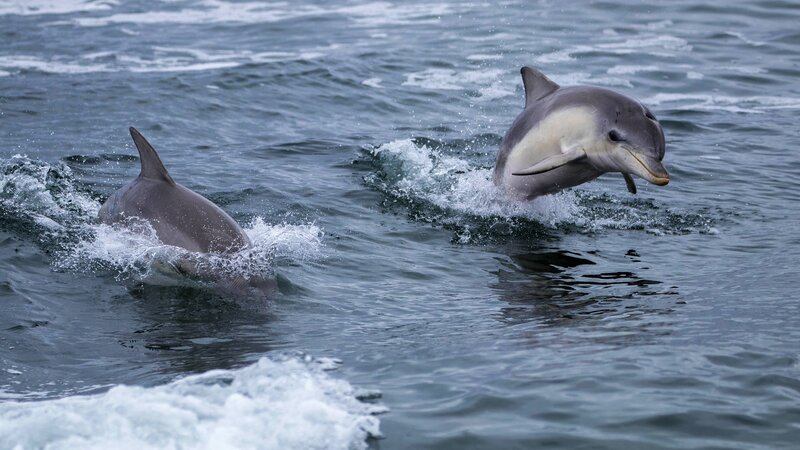 Two Dolphins in Ocean — Blue, Active