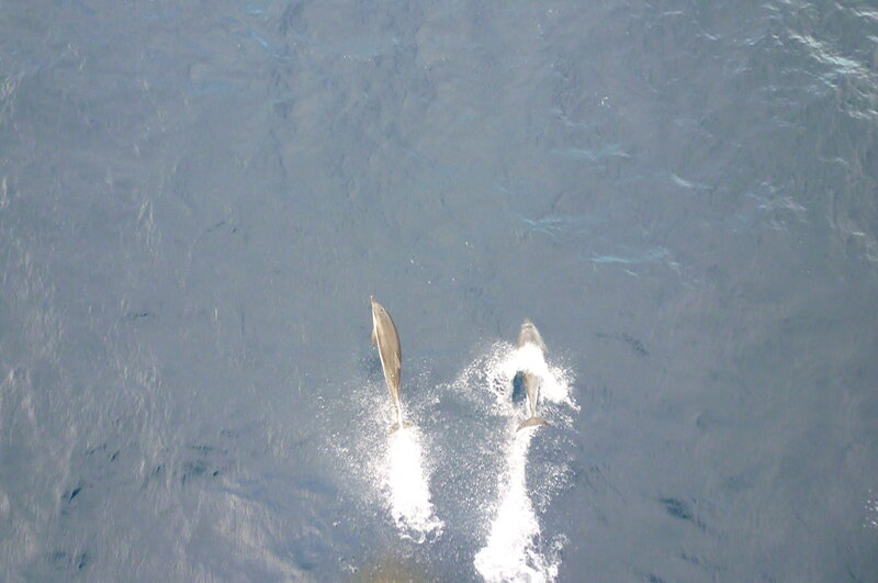 Two Dolphins in Ocean — Blue, Calm, Photograph