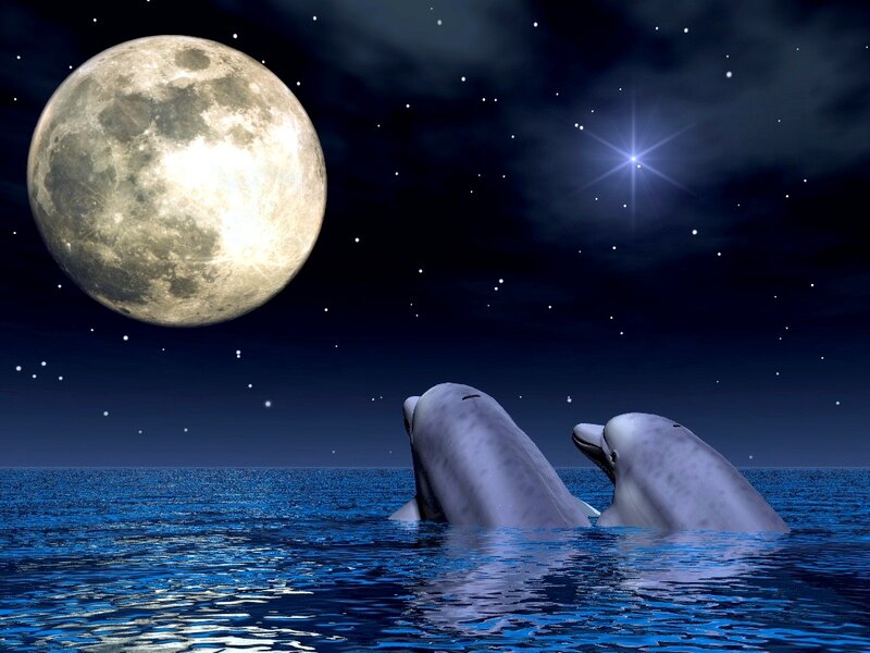 Two Dolphins in Ocean — Blue, Serene, Night