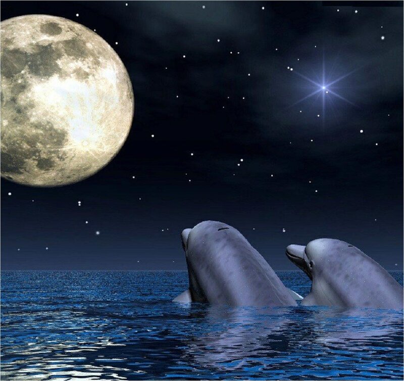 Two Dolphins in Ocean — Blue, Serene