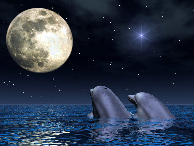 Two Dolphins in Ocean — Blue