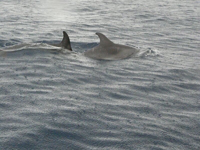 Two Dolphins in Ocean — Gray