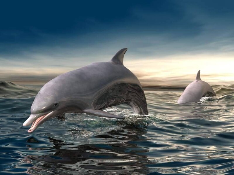 Two Dolphins in Ocean