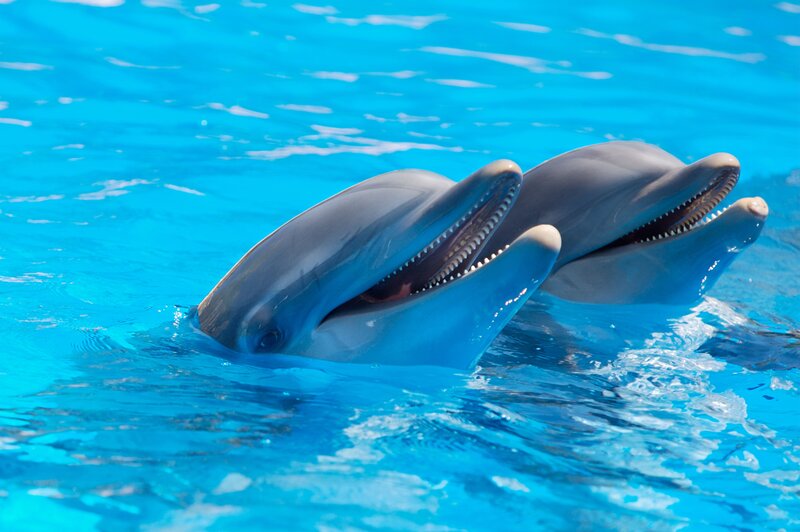 Two Dolphins in Water — Blue, Calm, Afternoon