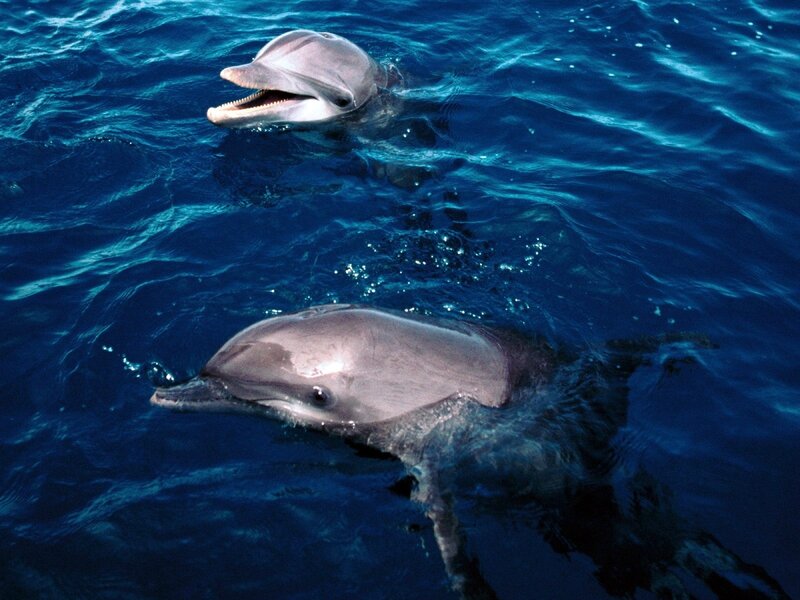 Two Dolphins in Water — Blue, Calm