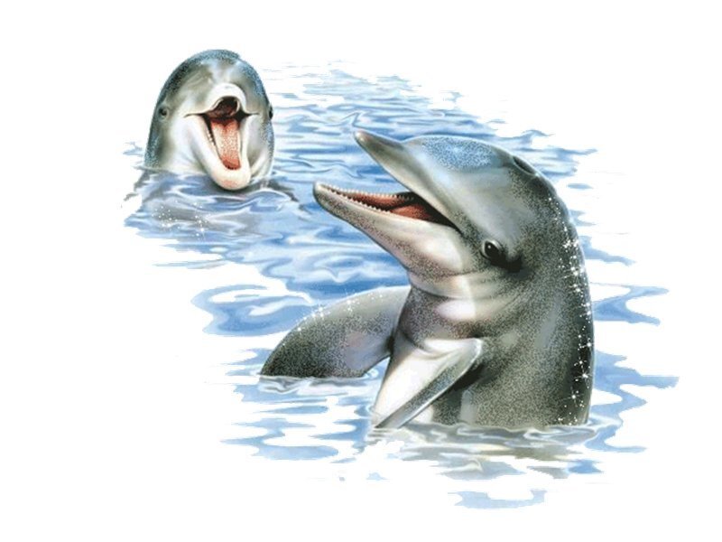 Two Dolphins in Water — Blue, Playful