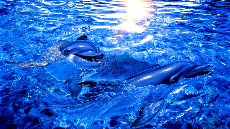 Two Dolphins in Water — Blue, Serene, Afternoon