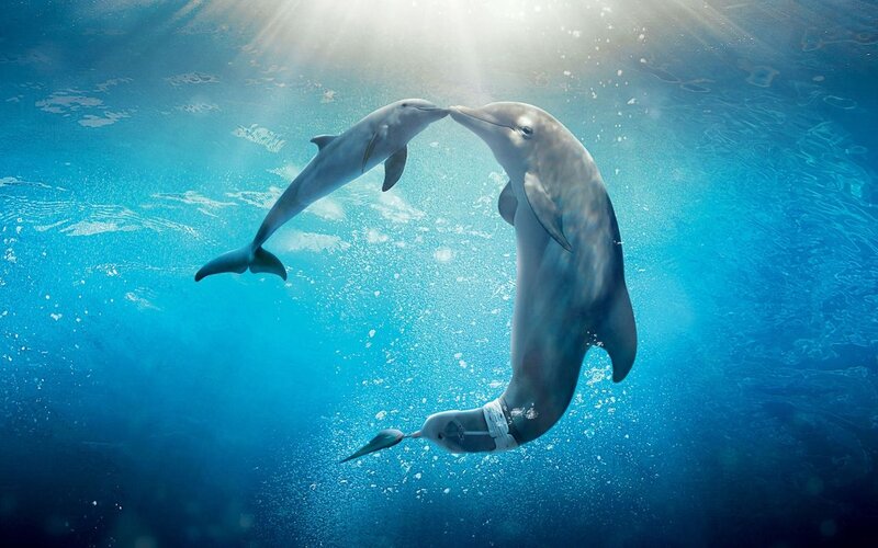 Two Dolphins in Water — Blue, Serene, Photograph, Bubbles