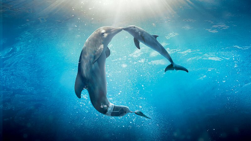 Two Dolphins in Water — Blue, Serene, Photograph