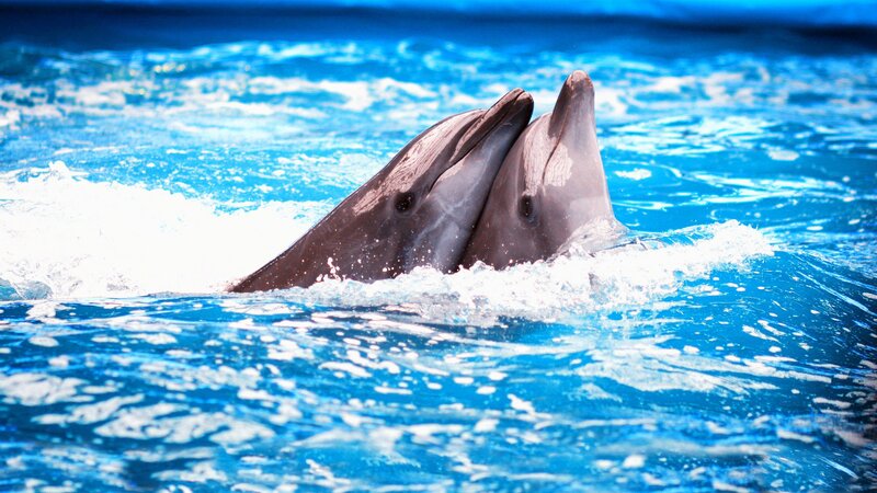 Two Dolphins in Water — Blue, Splashes