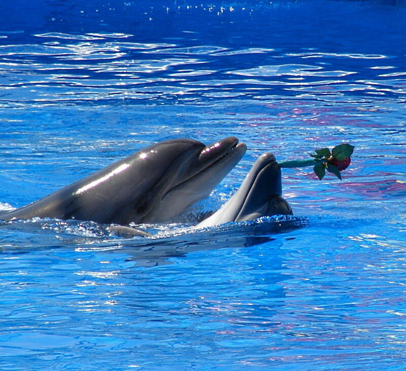 Two Dolphins in Water — Blue