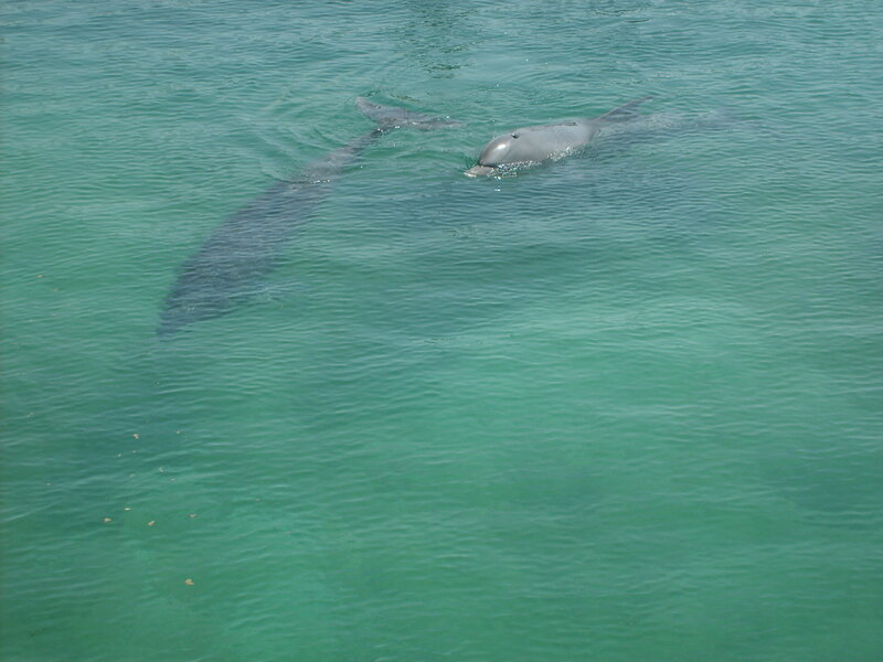 Two Dolphins in Water — Green
