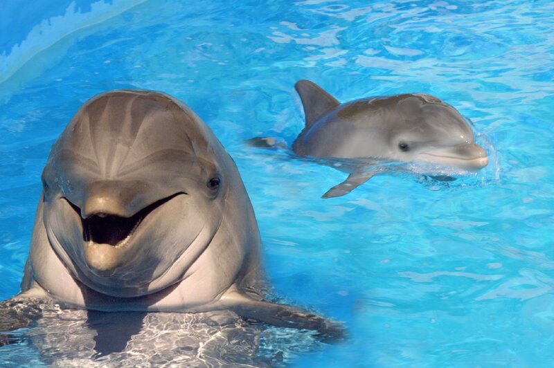 Two Dolphins in Water
