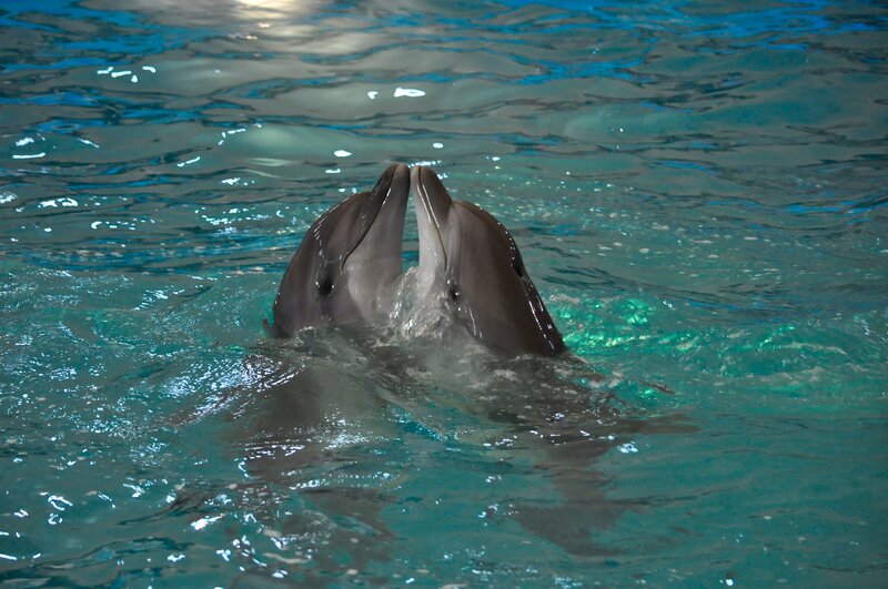 Two dolphins interacting in water