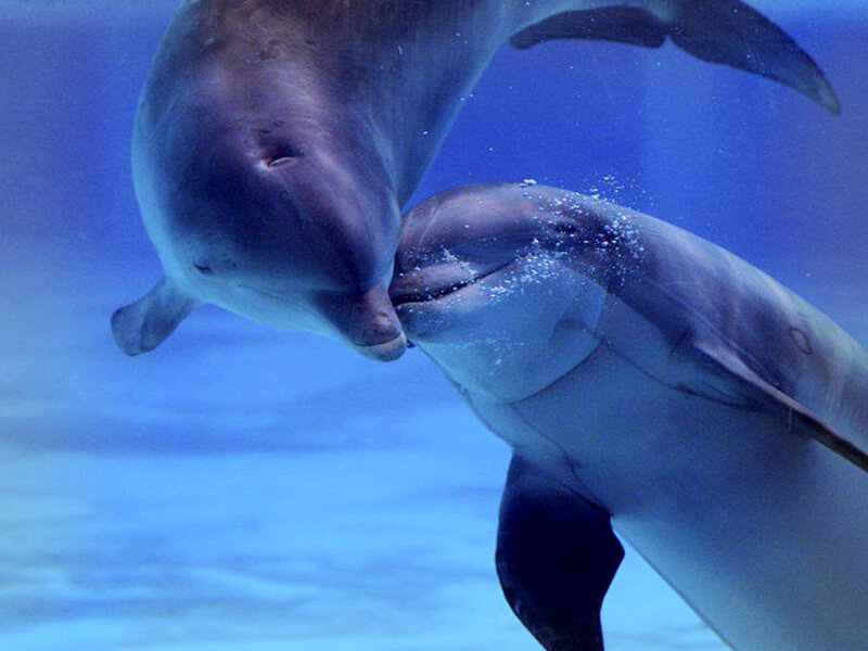Two Dolphins Interacting
