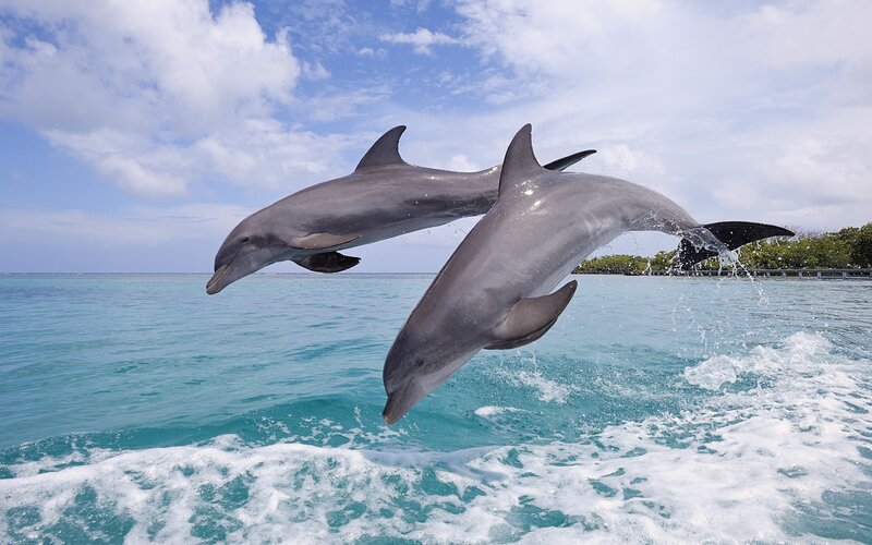Two Dolphins Jumping — Blue, Active, Afternoon, Photograph, Ocean, Sky