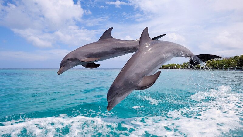 Two Dolphins Jumping — Blue, Active, Afternoon, Photograph, Ocean
