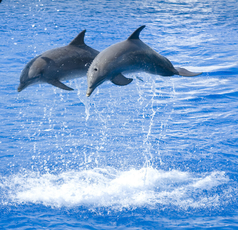 Two Dolphins Jumping — Blue, Active