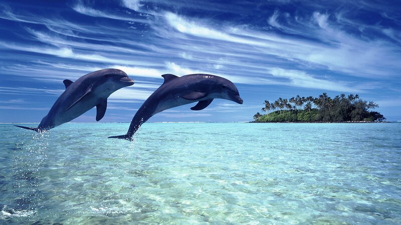 Two Dolphins Jumping — Blue, Afternoon