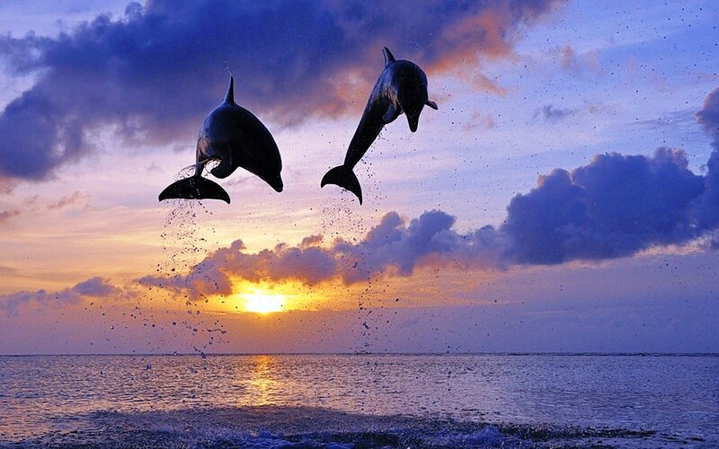 Two Dolphins Jumping — Blue, Dramatic, Sunset, Photograph, Ocean, Sky, Clouds