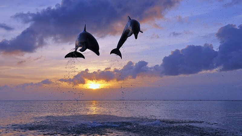 Two Dolphins Jumping — Blue, Dramatic, Sunset, Photograph, Ocean, Sky, Sun, Orange