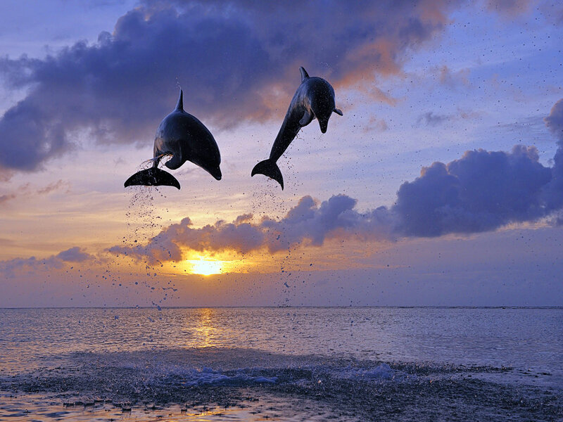 Two Dolphins Jumping — Blue, Dramatic, Sunset, Photograph, Ocean, Sky