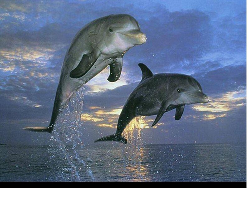 Two Dolphins Jumping — Blue, Dramatic, Sunset, Photograph, Ocean