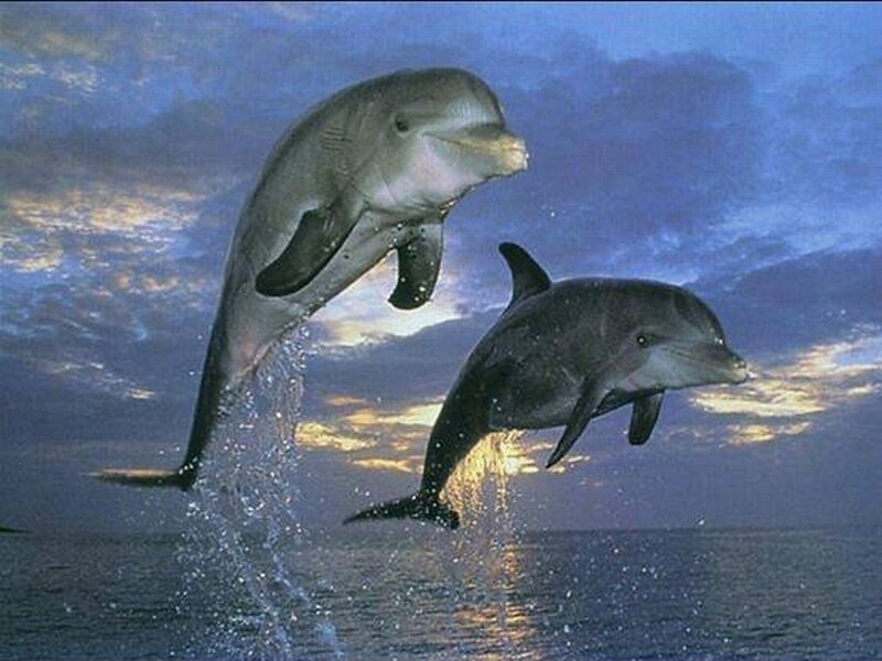 Two Dolphins Jumping — Blue, Dramatic, Sunset
