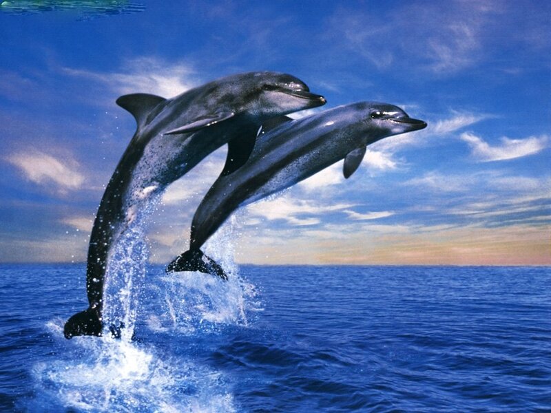 Two Dolphins Jumping — Blue, Dynamic, Afternoon, Photograph, Ocean, Sky, Clouds