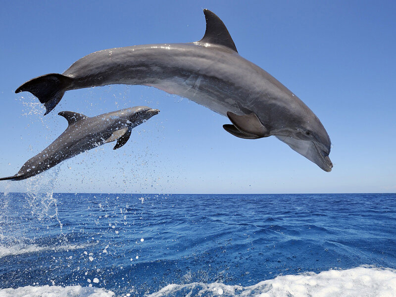 Two Dolphins Jumping — Blue, Dynamic, Afternoon, Photograph, Ocean, Sky