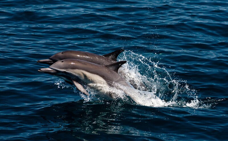 Two Dolphins Jumping — Blue, Dynamic, Afternoon, Photograph, Ocean, Splashing Water