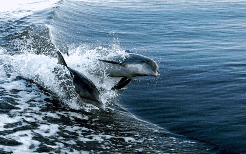Two Dolphins Jumping — Blue, Dynamic, Afternoon, Photograph, Ocean, Wave