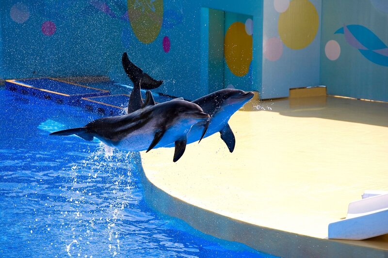 Two Dolphins Jumping — Blue, Dynamic, Afternoon, Photograph, Pool