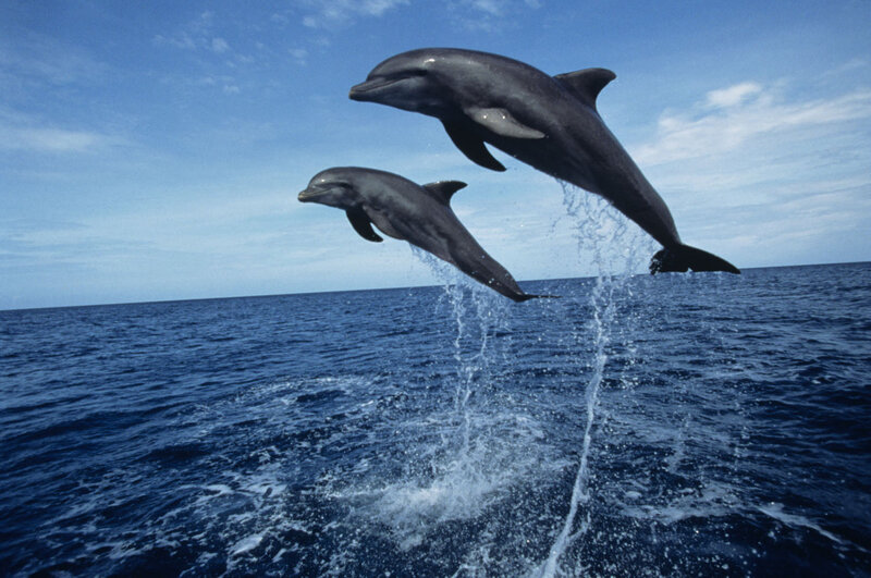 Two Dolphins Jumping — Blue, Dynamic, Afternoon, Photograph