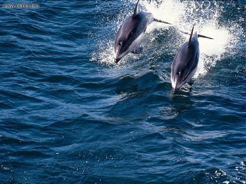 Two Dolphins Jumping — Blue, Dynamic, Afternoon