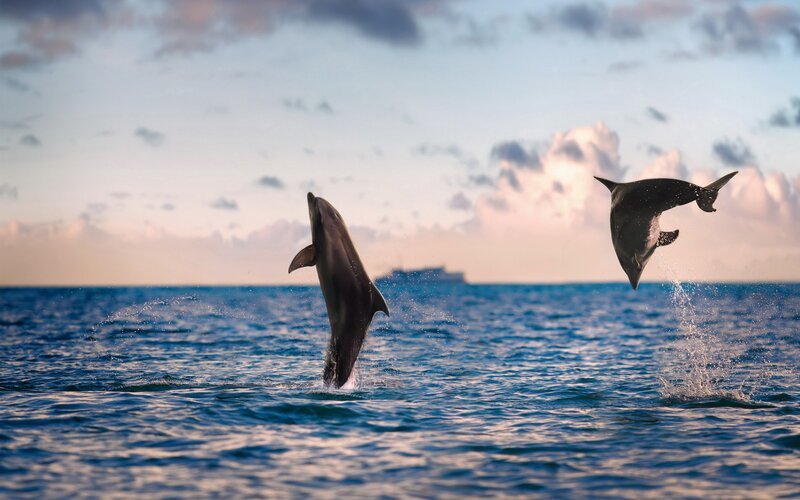 Two Dolphins Jumping — Blue, Dynamic, Sunset
