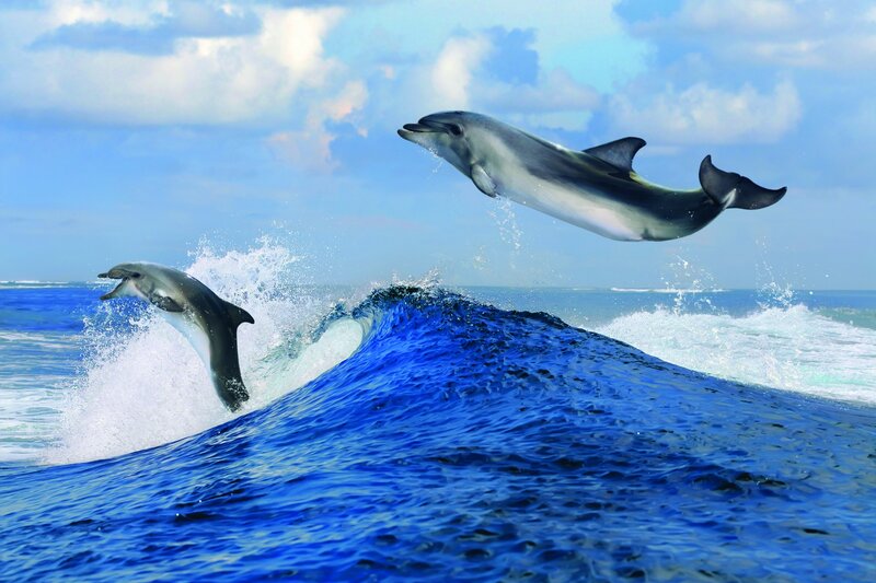 Two Dolphins Jumping — Blue, Dynamic