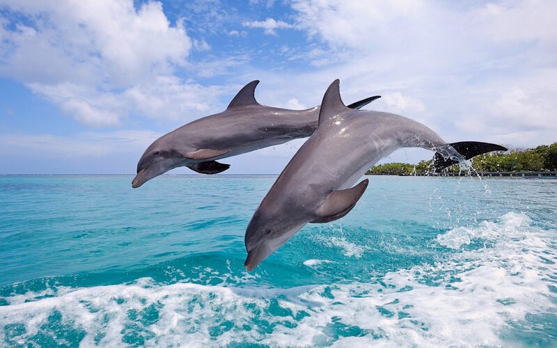 Two Dolphins Jumping — Blue, Playful, Afternoon, Photograph